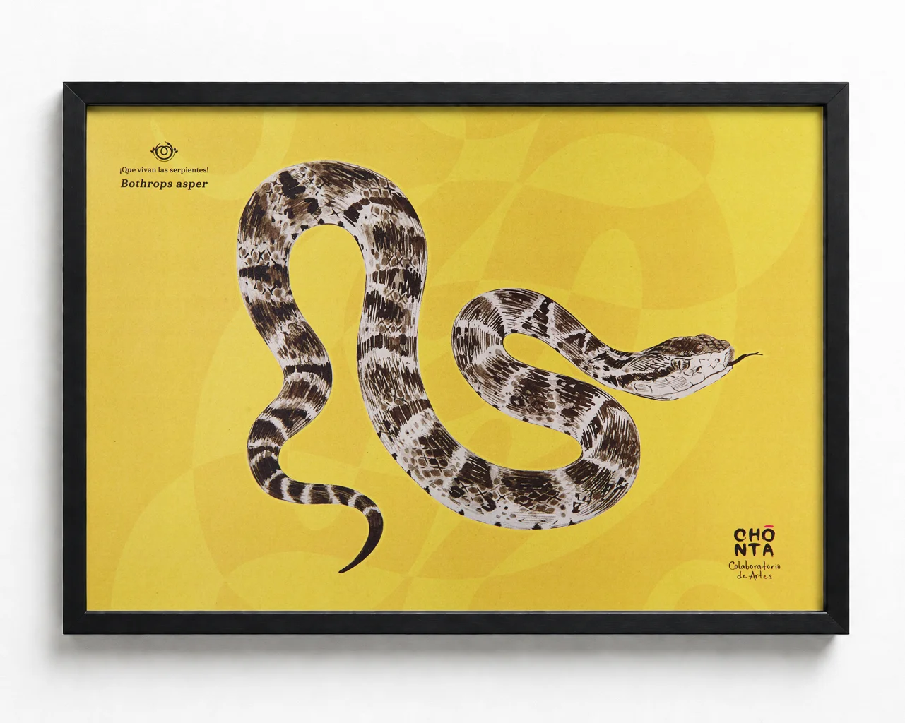 Afiche ilustrado Mapaná, Bothrops asper, serpiente colombiana Chonta